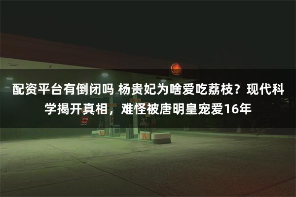 配资平台有倒闭吗 杨贵妃为啥爱吃荔枝？现代科学揭开真相，难怪被唐明皇宠爱16年